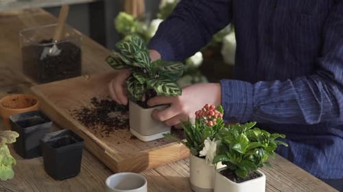 A person repots a lush Calathea plant into a modern ceramic pot, carefully handling the roots and ad