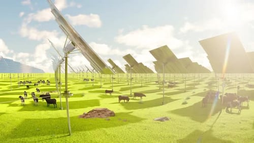 Agrivoltaics: Solar Panels Tracking Sun over Grazing Cattle