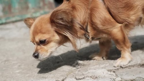 Tan Dog Sniffing Ground in Urban Environment