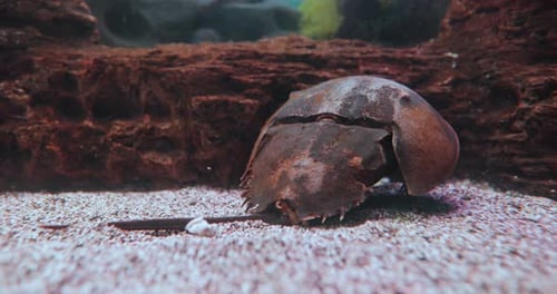 Le limule de l'Atlantique (Limulus polyphemus), également connu sous le nom de limule américain, est un