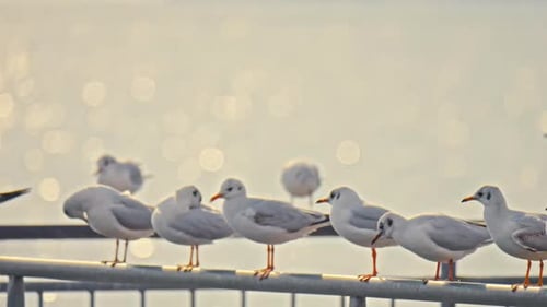 Möwe - 2K