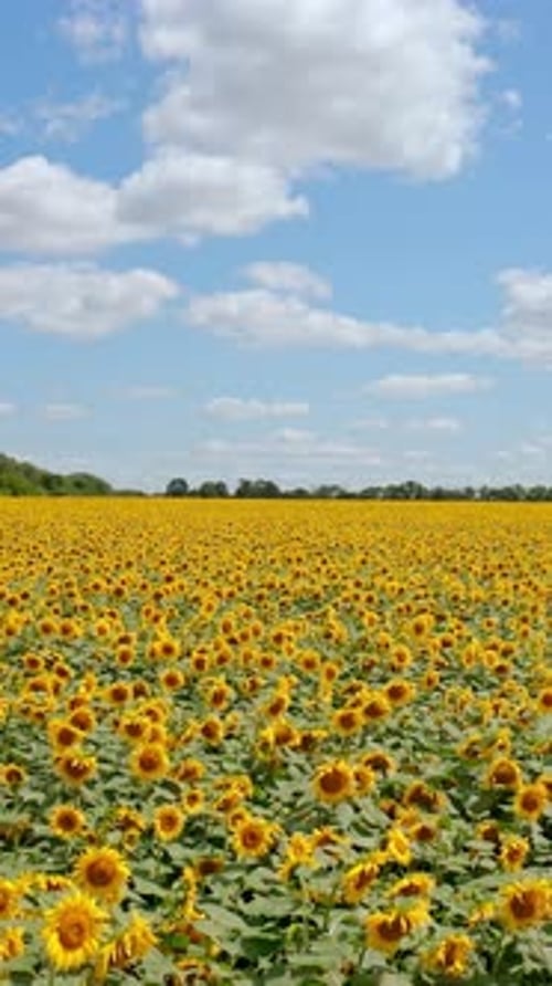 Flowering sunflowers. Plantation of beautiful yellow sunflowers under blue sky.