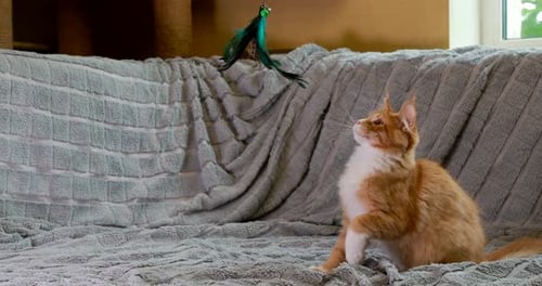 Funny Curious Young Red Ginger Maine Coon Kitten Cat Playing With Toy At Home Sofa