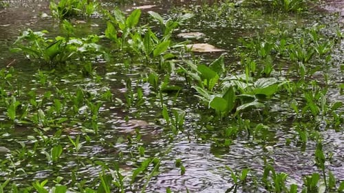 Raining On A Natural Green Ground 3