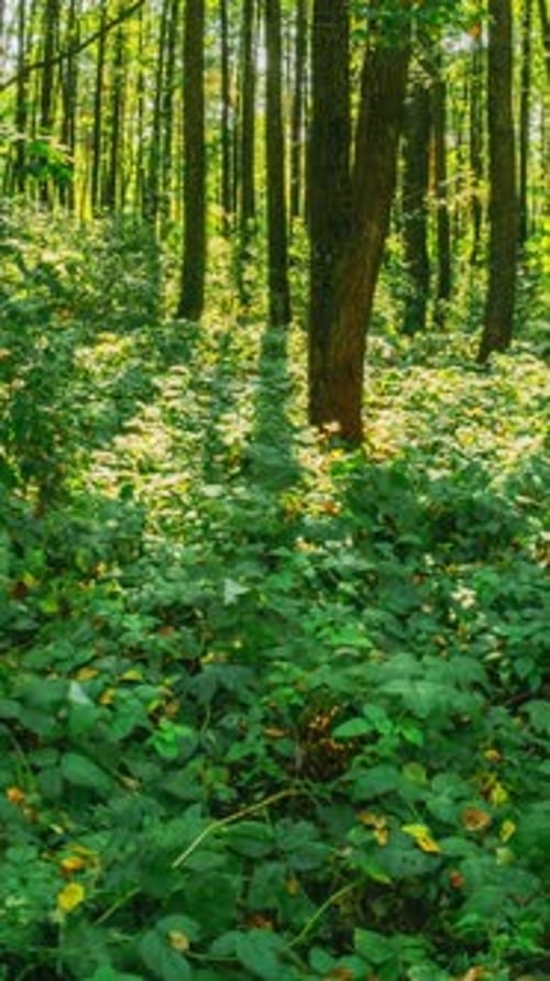Sunlight Through Trees in Colorful Autumn Forest
