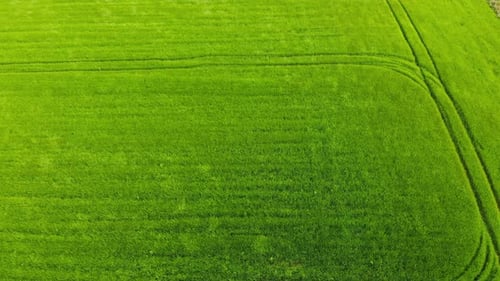 Fast flying drone footage over swaying green crops of wheat.