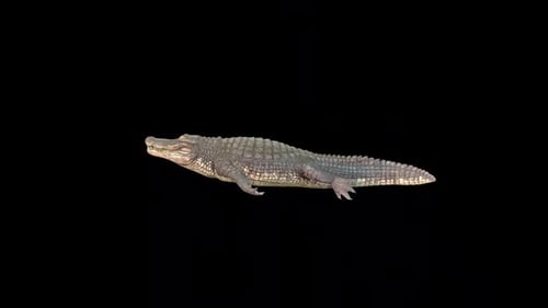 Alligator Idle
