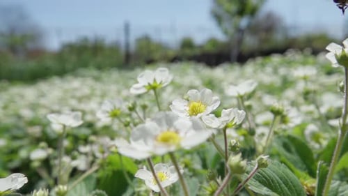 Bee Pollinates Strawberry Flowers on Sunny Day
