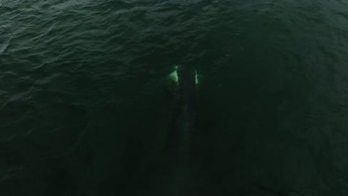 Aerial View of a Whale's Tail in the Middle of the Ocean