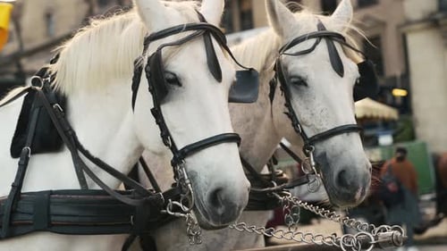 White Horses In Old European City Center