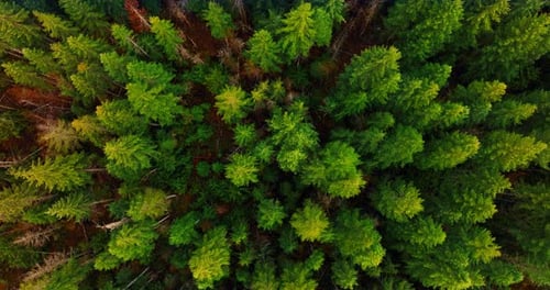 Circling above the tops of bright green tops of pine trees.