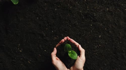 Hands Holding a Seedling in Rich Soil