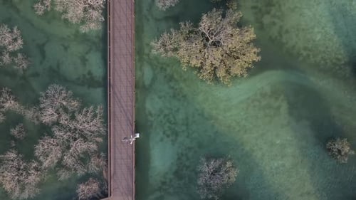 Unique Ecosystem in Abu Dhabi Mangroves Along the Coastline