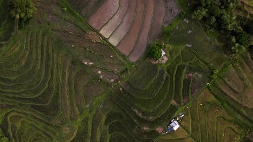 Aerial View Of Rice Farming