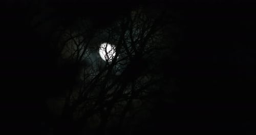 Full Moon Behind Silhouetted Tree Branches at Night