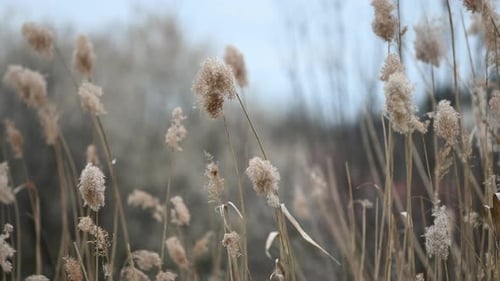 Trockener Grashintergrund im Wind, Hintergrundbeleuchtung