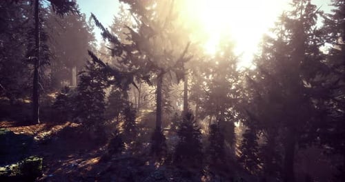 Morning Light Filters Through Dense Forest Trees in a Serene Woodland Landscape