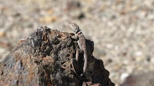 Great Basin Collared Lizard on a boulder running away