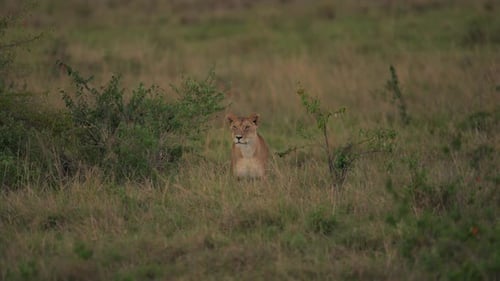 Lionne marchant dans les prairies du Kenya