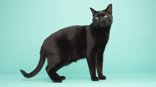 Beautiful Black Cat Stands and Licks its Lips