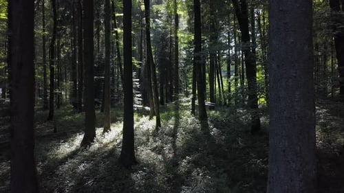 Aerial View of Forest Trees Woodland Landscape Scenery
