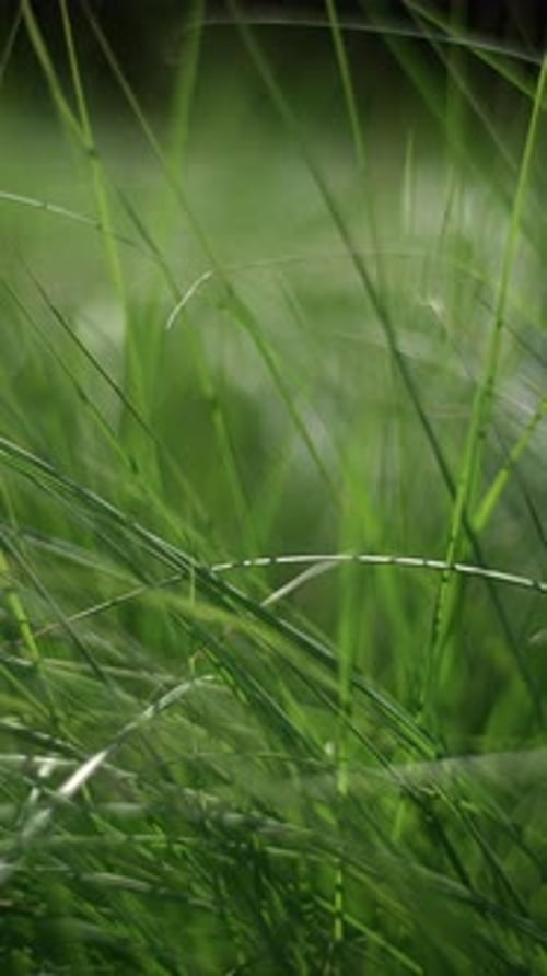 The Vibrant Green Grass Blades Flourish Beautifully in the Splendor of Natures Embrace