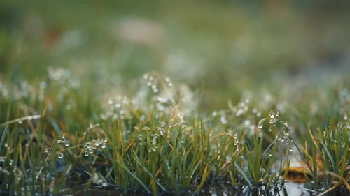 Eine Makroaufnahme von grünem Gras mit Tautropfen. In Zeitlupe nach links schwenken.