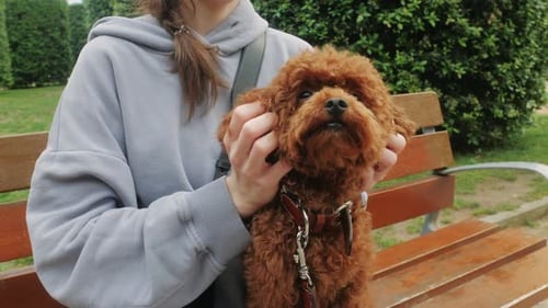 Woman Petting Small Poodle on Park Bench