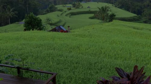 Aerial reveal of Indonesian farm buildings in a rice field, near Bali
