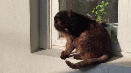 Fluffy Cat Grooming on Sunny Windowsill