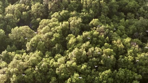 Aerial view highlights flock of white egrets flying over mangrove forest