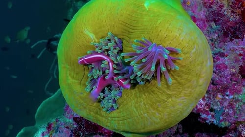 Entdecken Sie die lebendige Welt der tropischen Unterwasserfische 4K
