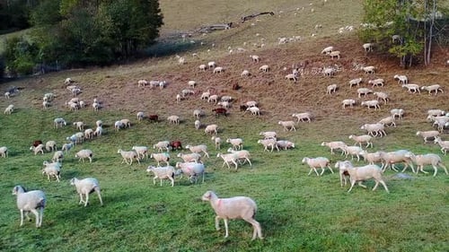 Large Flock of Sheep Grazing on Hillside