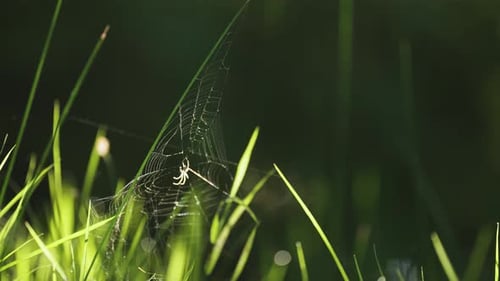 A tiny spider holds to his wispy web in the gust of wind. A close-up video. Loop.