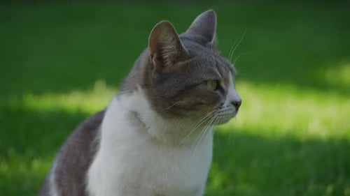 Cat on Green Grass Looking Away