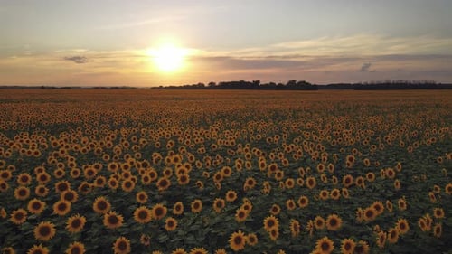 Yellow Sunflowers on Agricultural Field From Above at Sunset
