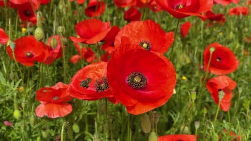 Biene, die in wilden Blumen fliegt, Mohnblumen in Zeitlupe