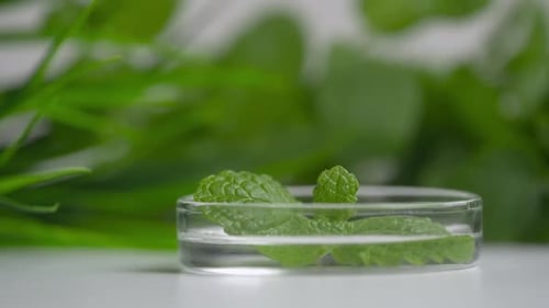 Herbal Extract