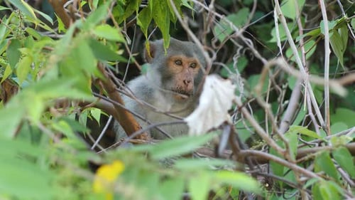 Nahaufnahme eines Affen im tropischen Dschungel in Vietnam