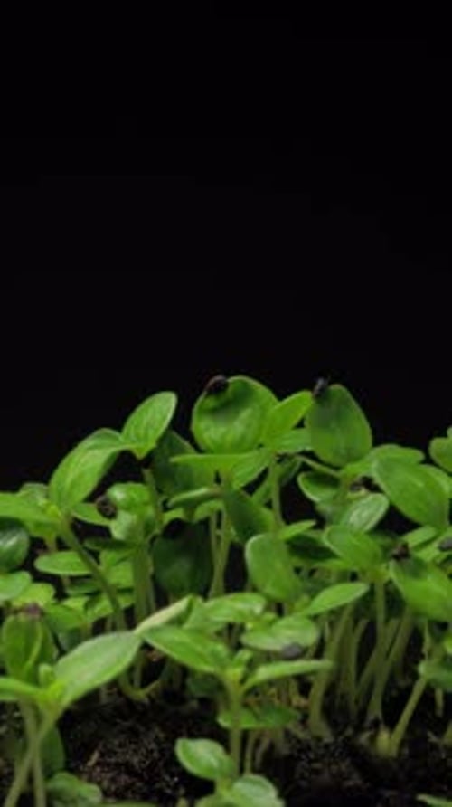 Growing seeds rising from soil vertical time lapse video.
