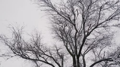 Snowing Over Snowy Tree Branches In Frozen Winter. Public Park Nature