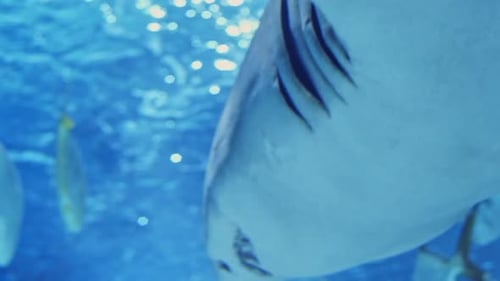 Close Up on the Face of a Shark in Blue Water with Other Fish
