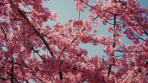 Cherry Blossoms in Full Bloom with Bees Pollinating in Springtime Light