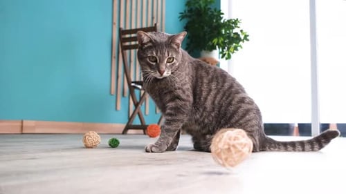 cute European tabby cat playing with balls on the floor