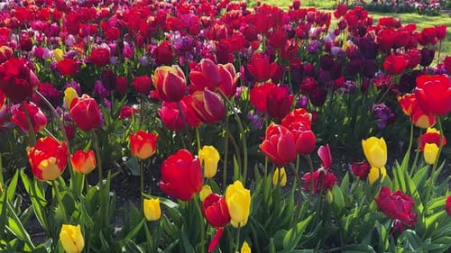Niederländische bunte Tulpenfelder an sonnigen Tagen