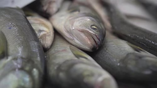 peixe fresco no gelo no mercado do fazendeiro em câmera lenta