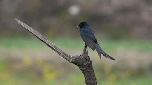A Black Drongo perched on a stick against a blurred background.