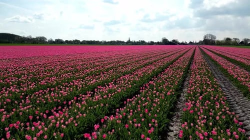 Scenic aerial view fly over pink tulips field in The Netherlands