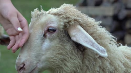 Close up view of female hand petting cute white sheep on cloudy day.