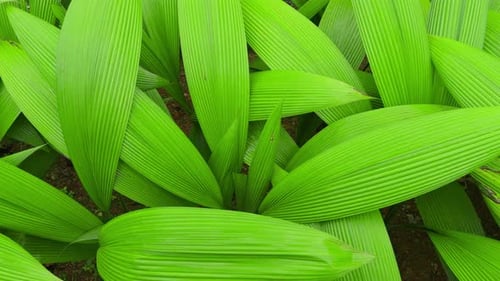 Vibrant Green Palm Leaves with Parallel Veins Close Up Nature Background